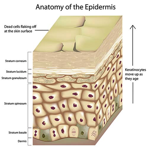 diaper dermatitis introduction