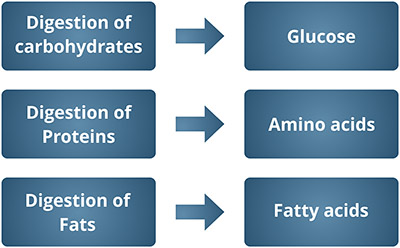 introduction of diabetes